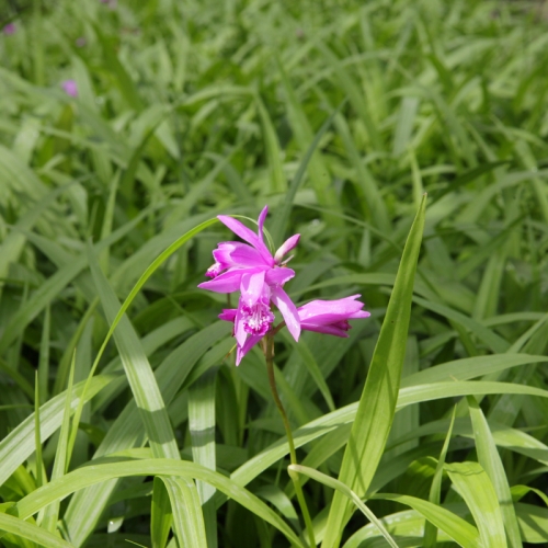 吐鲁番英武农业优质紫花白及驯化苗