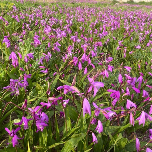 日照英武农业优质紫花白及驯化苗