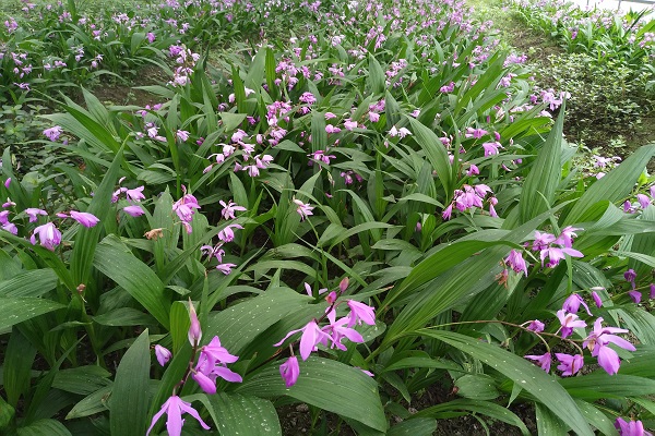 紫花三叉白芨种苗
