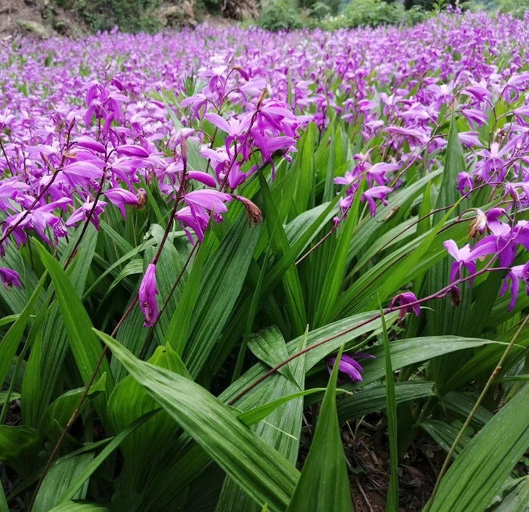 紫花三叉白芨